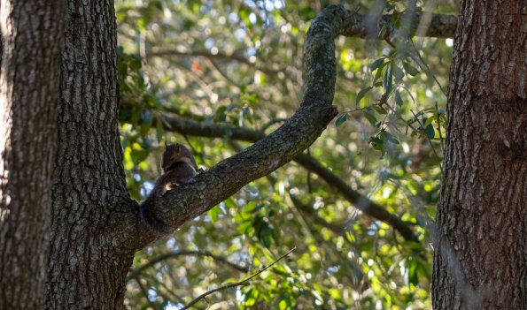 SquirrelYoga